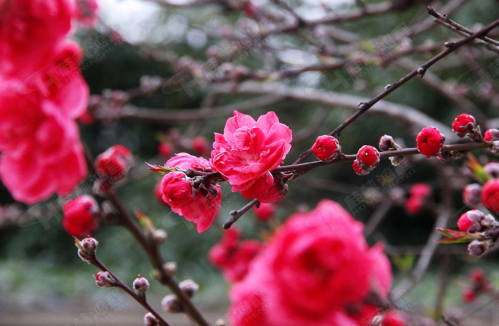 春暖花開(kāi)，桂林鴻程誠(chéng)邀您共賞春景！